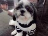 Meet Nico! He has been chosen as Clark-Garwood Patch's Pet Of The Week. 