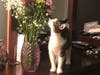 Meet Moonstone! She has been chosen as Hillsborough Patch's Pet Of The Week. 