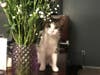 Meet Moonstone! She has been chosen as Hillsborough Patch's Pet Of The Week. 