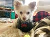 Meet Tony! He has been chosen as Princeton Patch's Pet Of The Week. 