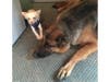 Meet Tony! He has been chosen as Princeton Patch's Pet Of The Week. 