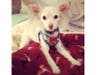 Meet Tony! He has been chosen as Princeton Patch's Pet Of The Week. 