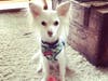 Meet Tony! He has been chosen as Princeton Patch's Pet Of The Week. 