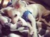 Meet Tony! He has been chosen as Princeton Patch's Pet Of The Week. 