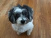 Meet Violet! She has been chosen as Patch's Pet Of The Week. 