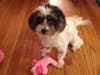 Meet Violet! She has been chosen as Patch's Pet Of The Week. 
