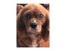 Meet Maggie! She has been chosen as Bridgewater Patch's Pet Of The Week. 