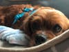Meet Maggie! She has been chosen as Bridgewater Patch's Pet Of The Week. 