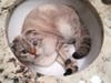 Meet Duncan! He has been chosen as Hillsborough Patch's Pet Of The Week. 