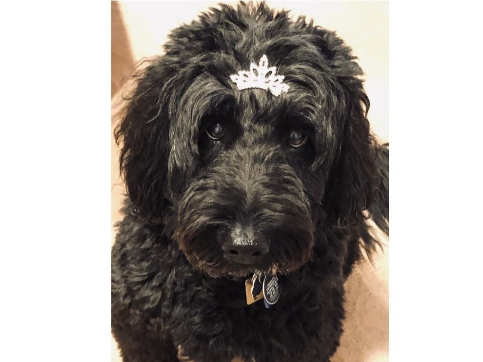 Meet Lizzie! She has been chosen as Princeton Patch's Pet Of The Week. 