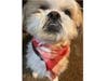 Meet Carmelo! He has been chosen as Hillsborough Patch's Pet Of The Week. 