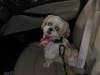 Meet Carmelo! He has been chosen as Hillsborough Patch's Pet Of The Week. 