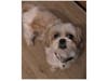 Meet Carmelo! He has been chosen as Hillsborough Patch's Pet Of The Week. 