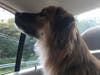 Meet Duke! He has been chosen as Princeton Patch's Pet Of The Week. 