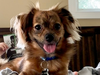 Meet Puddles! He has been chosen as Bridgewater Patch's Pet Of The Week. 
