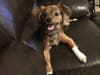 Meet Puddles! He has been chosen as Bridgewater Patch's Pet Of The Week. 