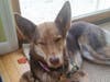 Meet Fifi! She has been chosen as Princeton Patch's Pet Of The Week. 