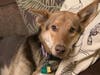 Meet Fifi! She has been chosen as Princeton Patch's Pet Of The Week. 