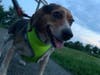 Meet Cinnamon! She has been chosen as Princeton Patch's Pet Of The Week. 
