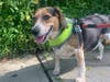 Meet Cinnamon! She has been chosen as Princeton Patch's Pet Of The Week. 