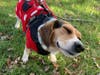 Meet Cinnamon! She has been chosen as Princeton Patch's Pet Of The Week. 