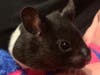 Meet Oreo! He has been chosen as Basking Ridge Patch's Pet Of The Week. 
