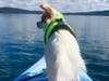 Meet Julio! He has been chosen as Bridgewater Patch's Pet Of The Week. 