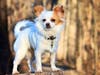 Meet Julio! He has been chosen as Bridgewater Patch's Pet Of The Week. 
