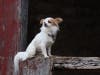 Meet Julio! He has been chosen as Bridgewater Patch's Pet Of The Week. 