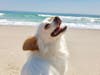 Meet Julio! He has been chosen as Bridgewater Patch's Pet Of The Week. 