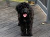 Meet Blueberry! She has been chosen as Clark-Garwood Patch's Pet Of The Week. 