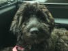 Meet Blueberry! She has been chosen as Clark-Garwood Patch's Pet Of The Week. 