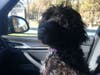 Meet Blueberry! She has been chosen as Clark-Garwood Patch's Pet Of The Week. 