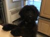 Meet Blueberry! She has been chosen as Clark-Garwood Patch's Pet Of The Week. 