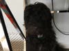 Meet Blueberry! She has been chosen as Clark-Garwood Patch's Pet Of The Week. 