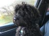 Meet Blueberry! She has been chosen as Clark-Garwood Patch's Pet Of The Week. 