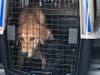 St. Hubert's Animal Welfare Center took in 39 at-risk shelter pets​ who were flown into Morristown Airport on Sunday from Puerto Rico after the earthquakes hit. ​