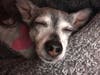 Meet Gilbert! He has been chosen as Bridgewater Patch's Pet Of The Week.