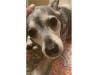 Meet Gilbert! He has been chosen as Bridgewater Patch's Pet Of The Week.