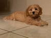 Meet Enzo! He has been chosen as Clark-Garwood Patch's Pet Of The Week. 