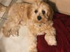Meet Enzo! He has been chosen as Clark-Garwood Patch's Pet Of The Week. 