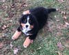 Meet Koda! He has been chosen as Patch's Pet Of The Week. 