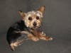 Meet Layla! She has been chosen as Bridgewater Patch's Pet Of The Week. 