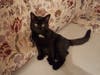 Meet Ollie! She has been chosen as Hillsborough Patch's Pet Of The Week. 