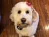 Meet Georgie! She has been chosen as Patch's Pet Of The Week. 