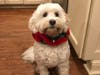 Meet Georgie! She has been chosen as Patch's Pet Of The Week. 