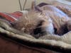 Meet Ace! She has been chosen as Bridgewater Patch's Pet Of The Week. 