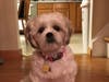 Meet Chloe! She has been chosen as Clark-Garwood Patch's Pet Of The Week. 