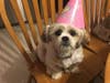 Meet Chloe! She has been chosen as Clark-Garwood Patch's Pet Of The Week. 