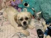 Meet Chloe! She has been chosen as Clark-Garwood Patch's Pet Of The Week. 